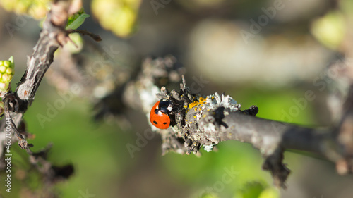 The seven-spot ladybird (lat. Coccinella septempunctata), of the family Coccinellidae, and the common orange lichen (lat. Xanthoria parietina), of the family Teloschistaceae.