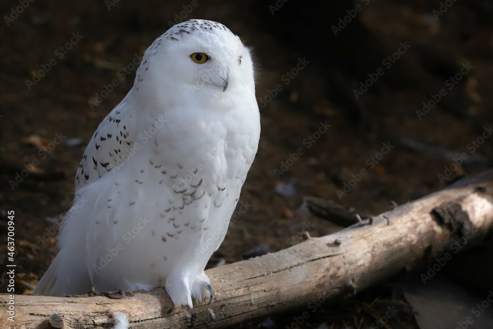 snowy owl in the zoo snowy owl in the zoo