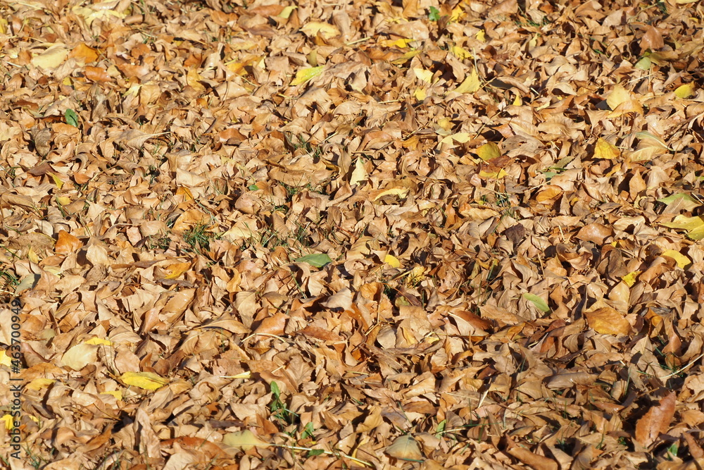 The leaves have been raked into a pile and you can see yellow and brown colors.