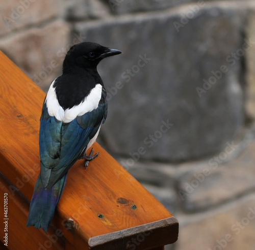 A Black-billed Magpie (Pica hudsonia) sitting the post of a railing in the Banff townsite in Banff National Park, Alberta, Canada. photo