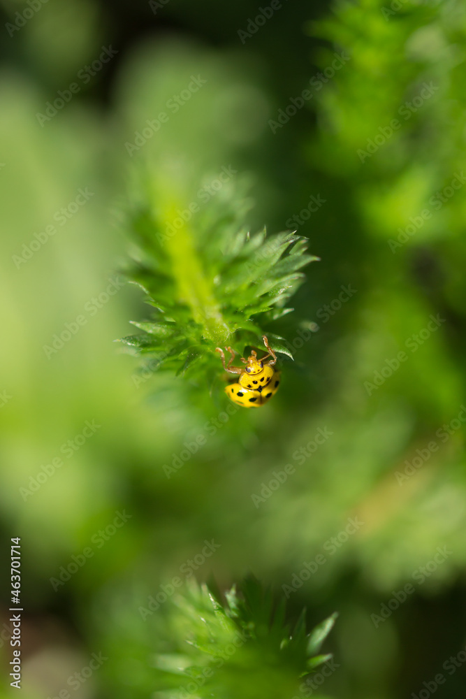 The 22-spot ladybird (lat. Psyllobora vigintiduopunctata), of the family Coccinellidae, and the noble yarrow (lat. Achillea nobilis), of the family Asteraceae. The 22-spot ladybird (lat. Psyllobora vigintiduopunctata), of the family Coccinellidae, and the noble yarrow (lat. Achillea nobilis), of the family Asteraceae.