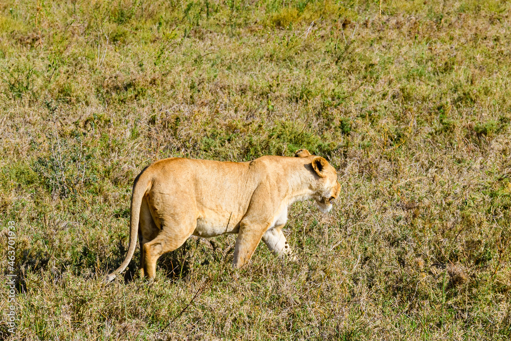 Lioness walking in a grass. Serengeti national park, Tanzania Lioness walking in a grass. Serengeti national park, Tanzania