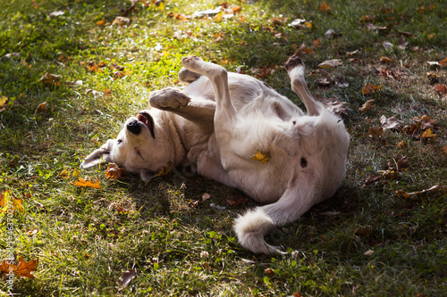 Fotótapéta A white stray dog ​​lies on its back on the grass