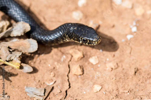 Close up shot of the head of an adult Black Western Whip Snake, Hierophis viridiflavus, in Malta photo