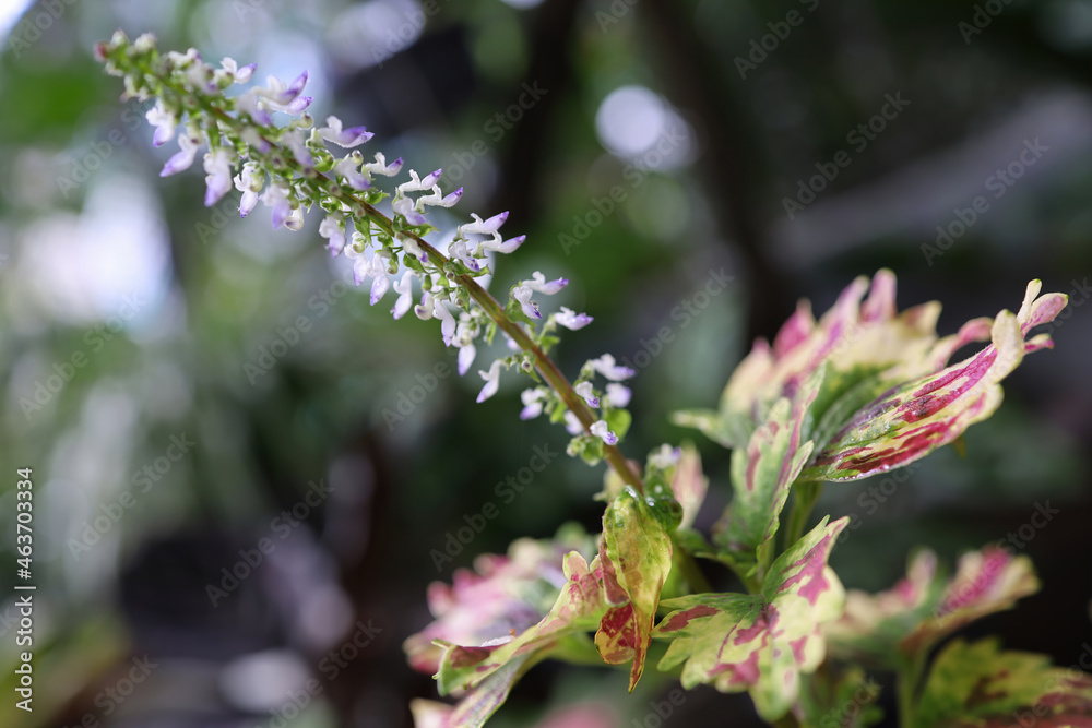 Fresh flowers and leaves on a rainy day Fresh flowers and leaves on a rainy day