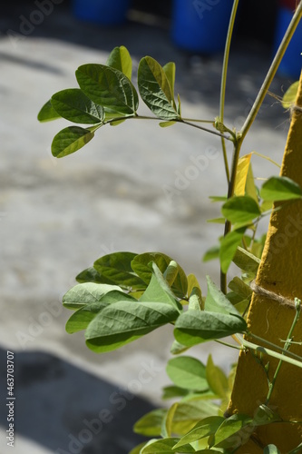 leaves on the vine