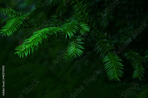 Green branch of the pine tree close up