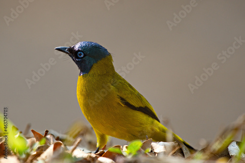 beautiful bulbul birds photo