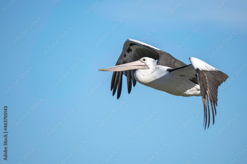 Obraz premium Pelican flying in the late afternoon blue sky