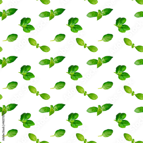 Seamless pattern of fresh green basil leaves isolated on white background. Top view
