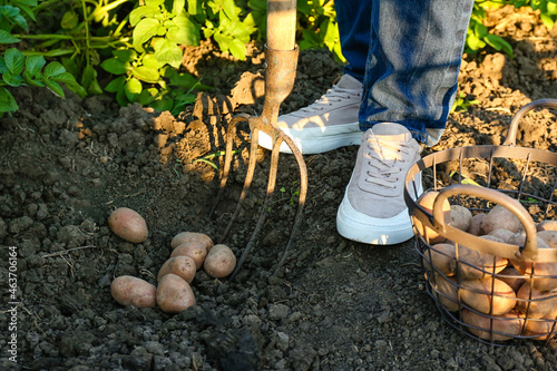 Man gathering potatoes in field