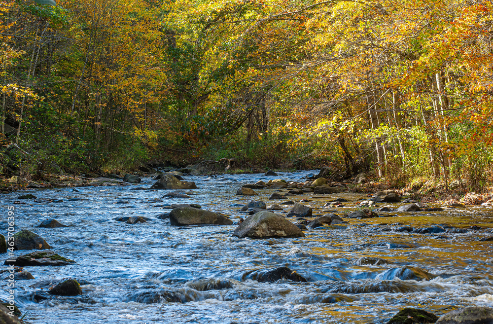 Fototapeta premium autumn along the quinapoxet river