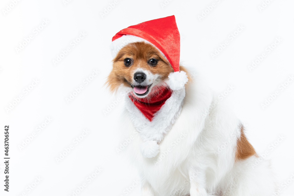 spitz com fantasia de natal e laço vermelho
spitz com fantasia de natal e laço vermelho