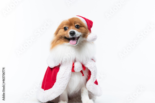 Fototapeta Naklejka Na Ścianę i Meble -  Cachorro spitz com fantasia de natal e manta vermelha