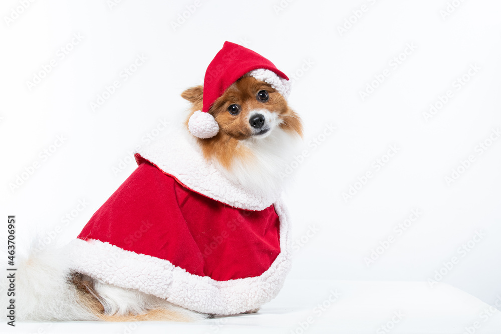 Cachorro spitz com fantasia de natal e manta vermelha