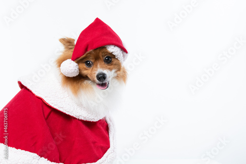 Cachorro spitz com fantasia de natal e manta vermelha © Leandro