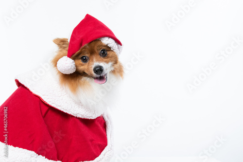 Cachorro spitz com fantasia de natal e manta vermelha © Leandro