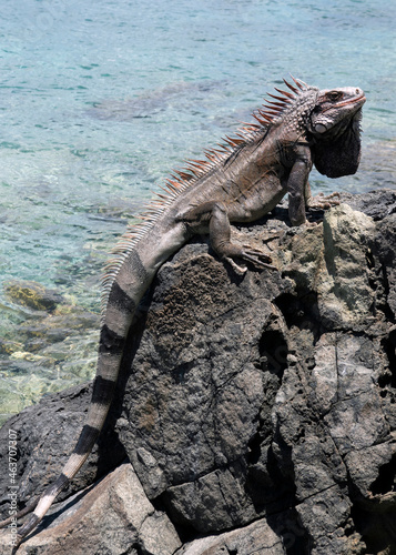 Iguana at Coki Beach  St  Thomas  US Virgin Islands in the Caribbean