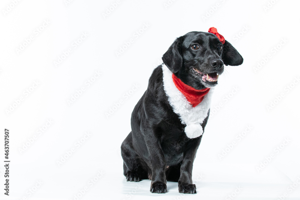 Cachorro preto com fantasia de natal Cachorro preto com fantasia de natal