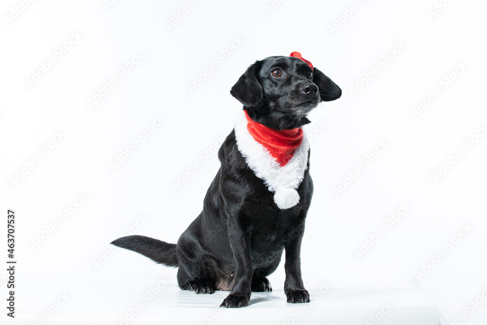 Cachorro preto com fantasia de natal Cachorro preto com fantasia de natal