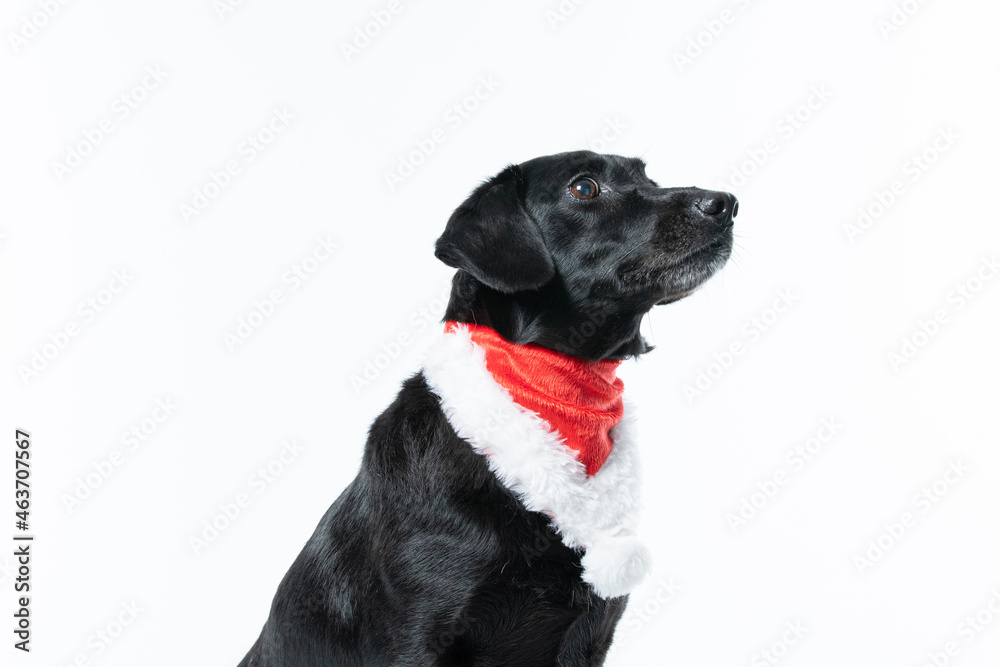 Cachorro preto com fantasia de natal