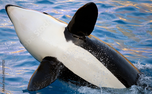 Orca (killer whale) breaching water surface photo