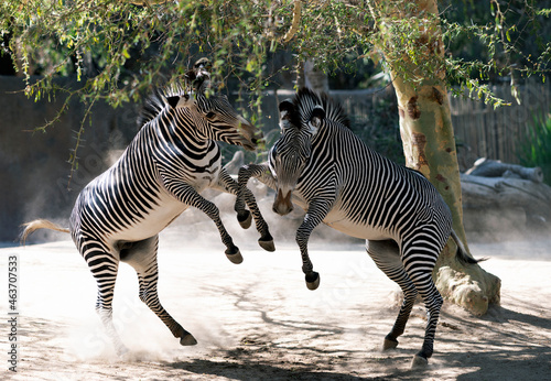 Two Zebras fighting