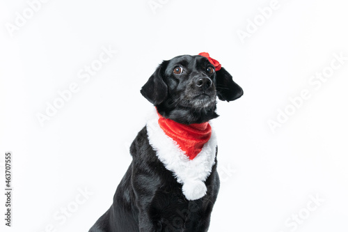 Cachorro preto com fantasia de natal