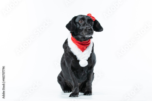 Cachorro preto com fantasia de natal e la  o vermelho