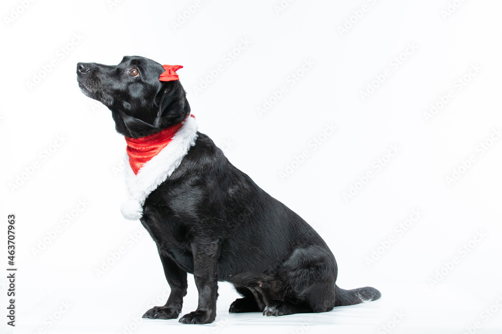 Cachorro preto com fantasia de natal e laço vermelho Cachorro preto com fantasia de natal e laço vermelho