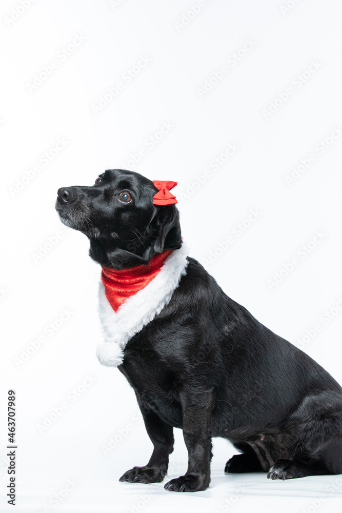 Cachorro preto com fantasia de natal e laço vermelho Cachorro preto com fantasia de natal e laço vermelho
