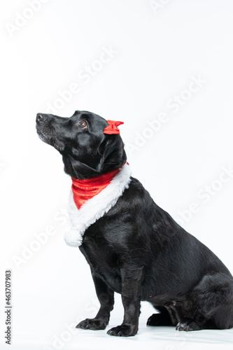 Fototapeta Naklejka Na Ścianę i Meble -  Cachorro preto com fantasia de natal e laço vermelho