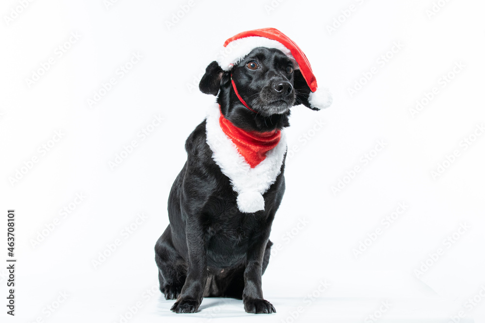 Cachorro preto com fantasia de natal Cachorro preto com fantasia de natal