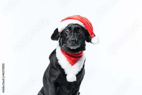 Cachorro preto com fantasia de natal © Leandro