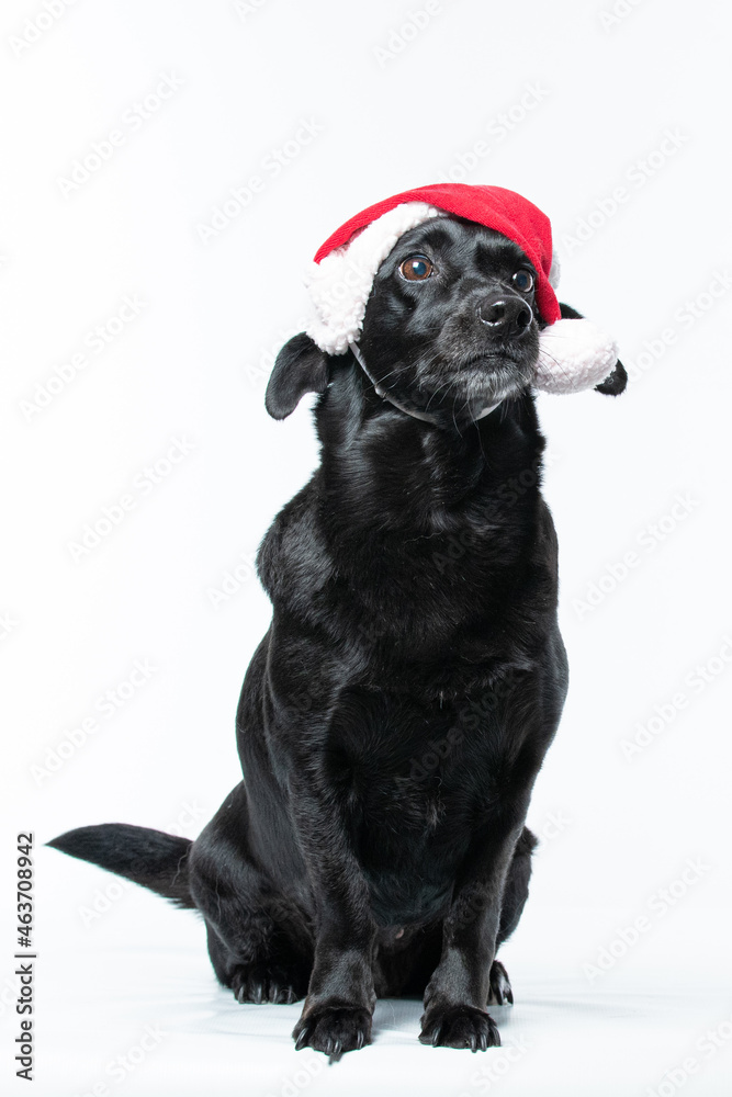 Cachorro preto com fantasia de natal Cachorro preto com fantasia de natal