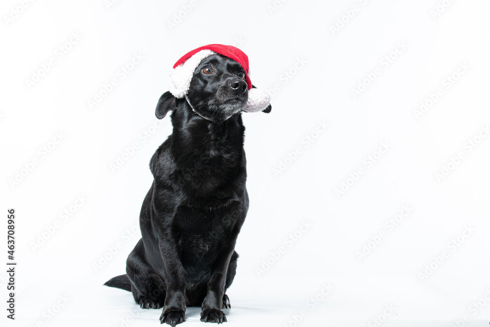 Cachorro preto com fantasia de natal Cachorro preto com fantasia de natal