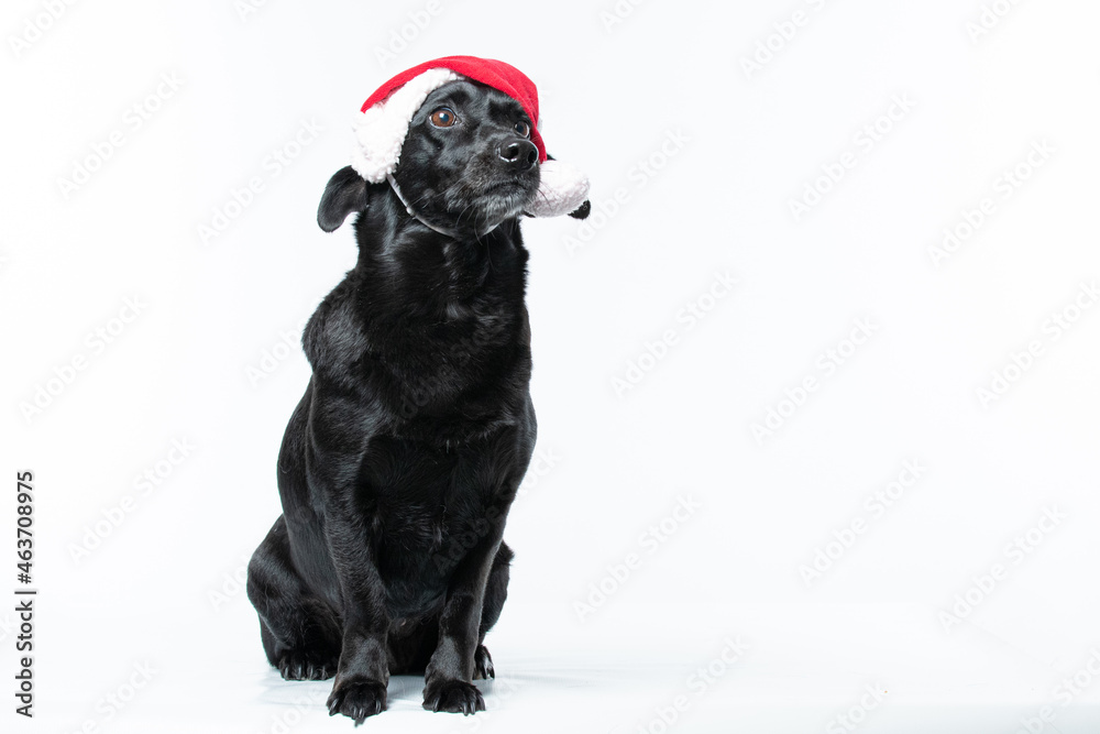 Cachorro preto com fantasia de natal Cachorro preto com fantasia de natal
