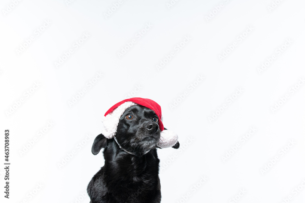 Cachorro preto com fantasia de natal Cachorro preto com fantasia de natal