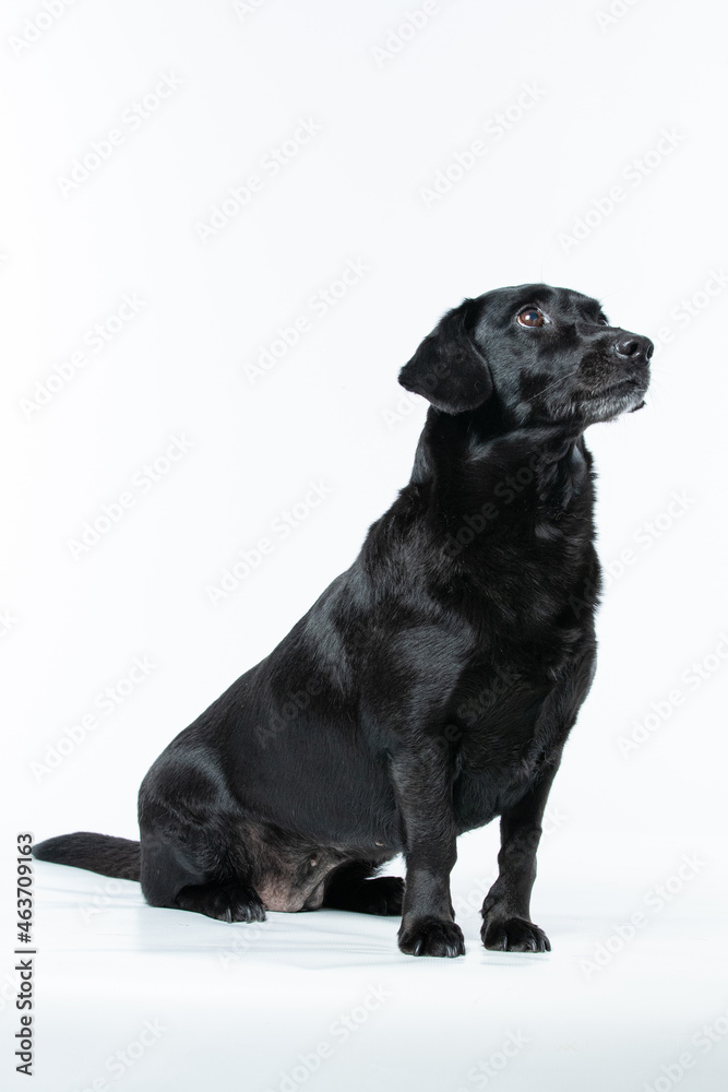 Cachorro preto em estudio olhando para os lados