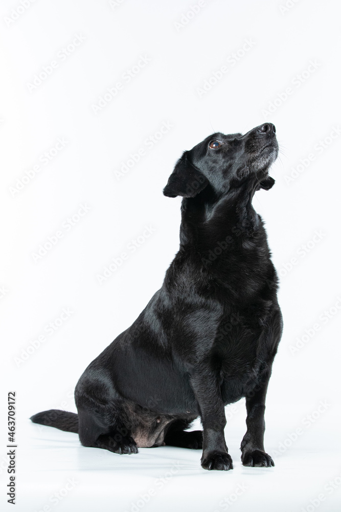 Cachorro preto em estudio olhando para os lados Cachorro preto em estudio olhando para os lados