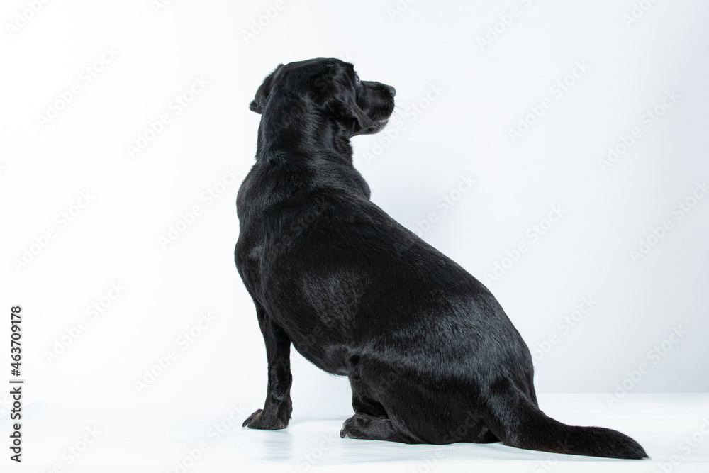 Cachorro preto em estudio olhando para os lados Cachorro preto em estudio olhando para os lados