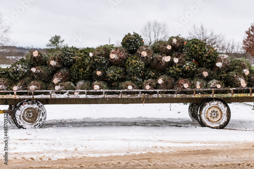 Fresh cut pine trees on a flatbed trailer. photo