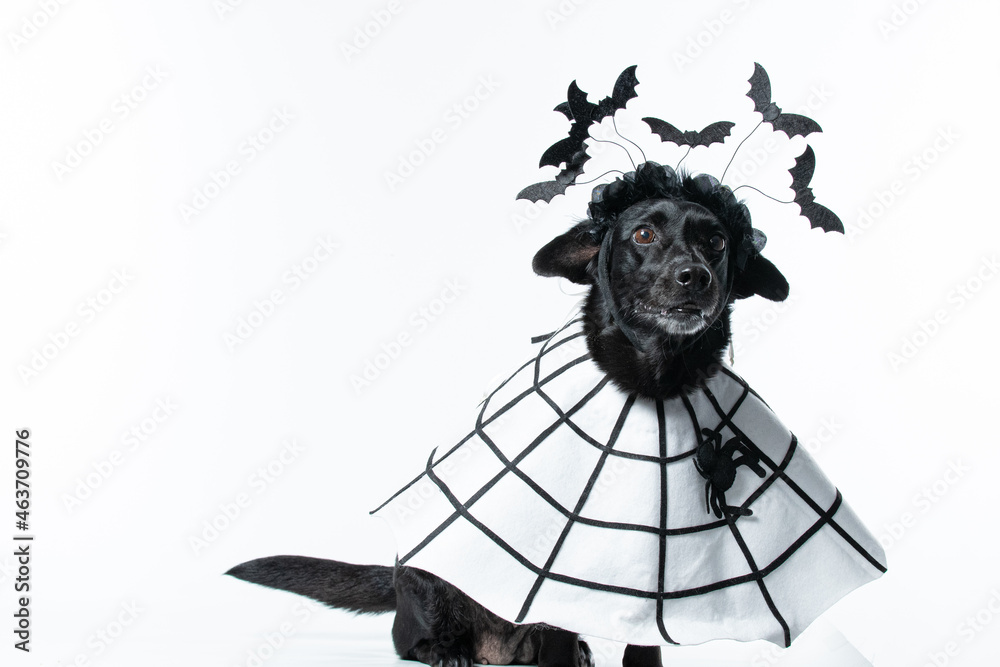 Fototapeta premium Cachorro preto com fantasia de morcego e teia de aranha Halloween