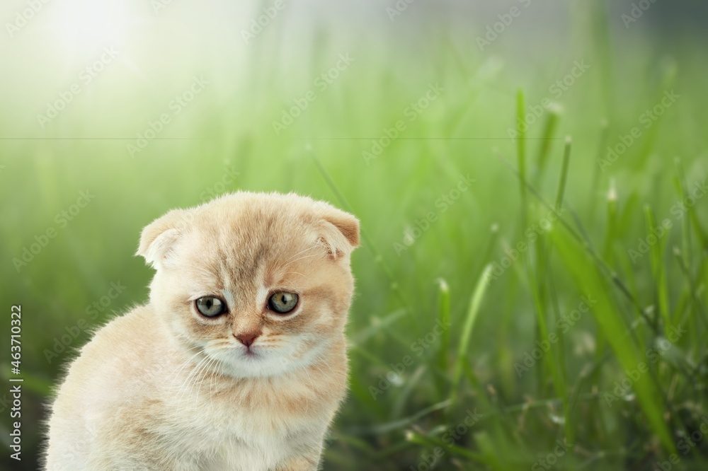 Cute small domestic kitten sits in the green grass