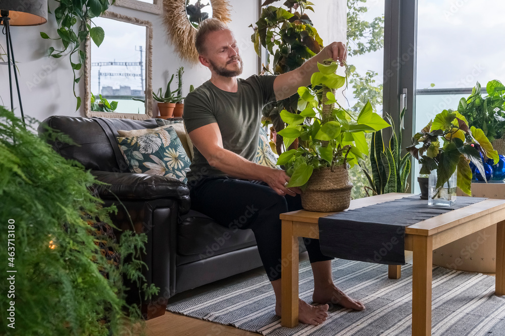 Man Tiding up a plant at Home Man Tiding up a plant at Home
