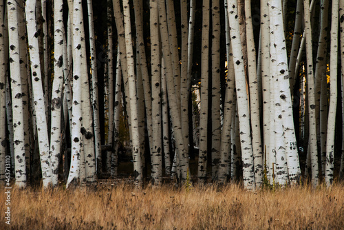 Aspen tree trunks in forest as natural background