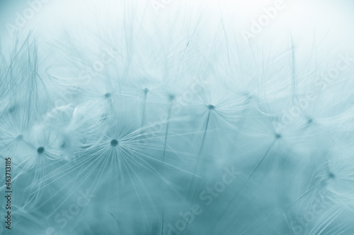 Beautiful dandelion seeds close up blowing in light gentle background. 