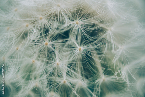 Beautiful dandelion seeds close up blowing in light gentle background.  