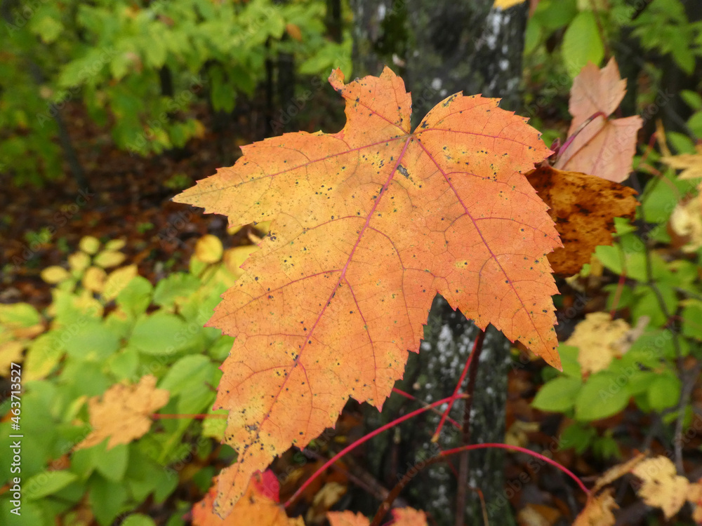Orange maple leaf Orange maple leaf