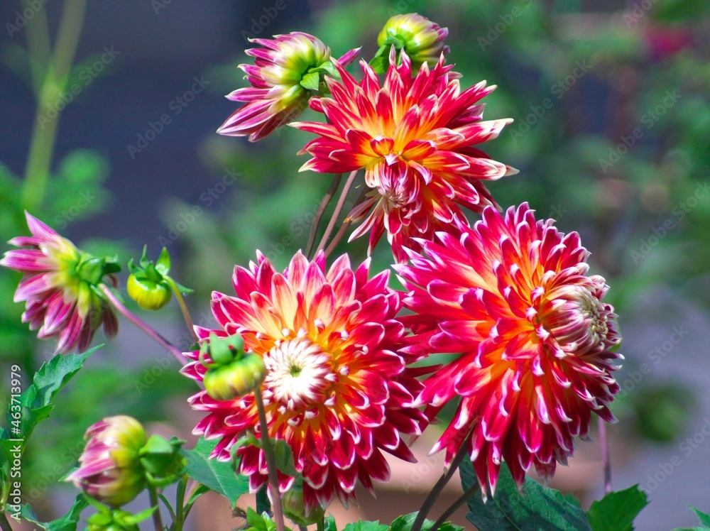 満開に咲き誇るダリアのお花畑 満開に咲き誇るダリアのお花畑